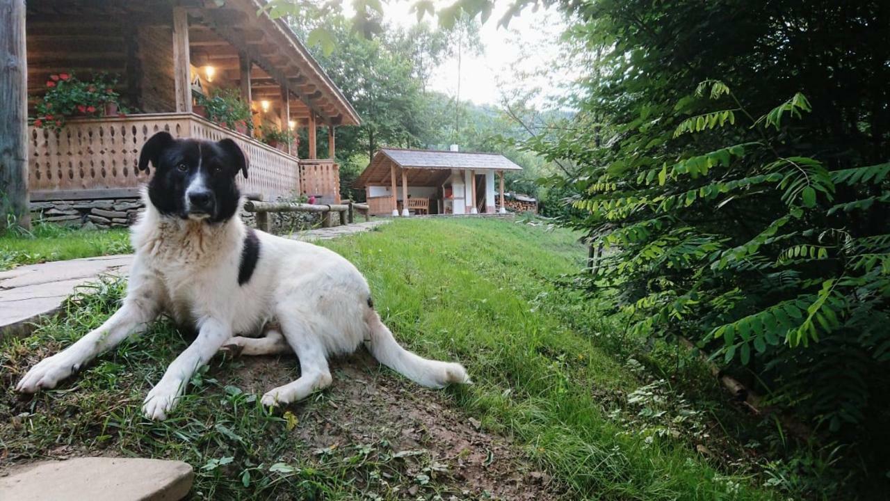 Casa Lu' Ion Villa Vişeu de Sus Eksteriør billede